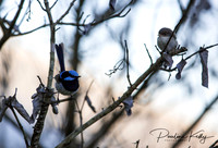 Wildlife